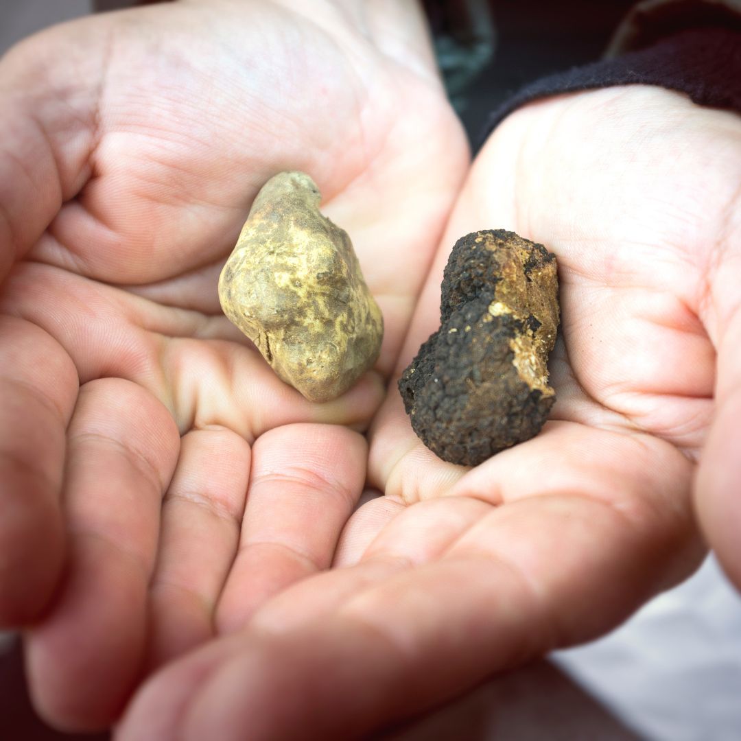 Truffes blanches et noires du Piémont