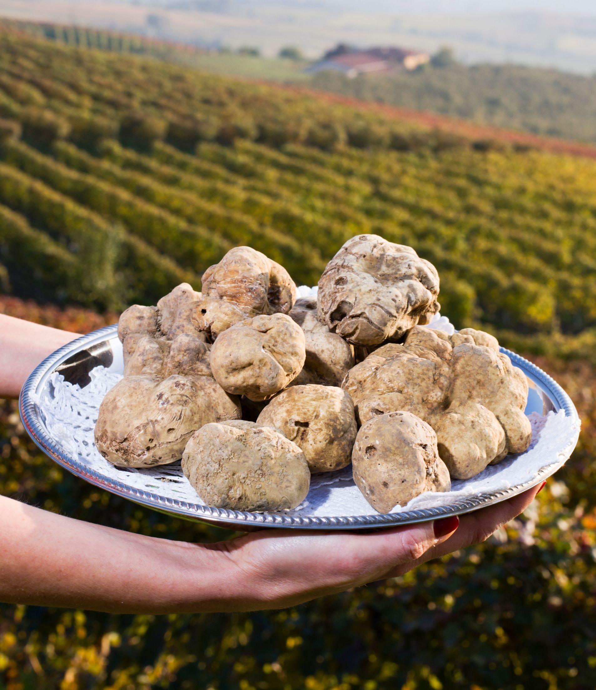 Alba white truffle Italy