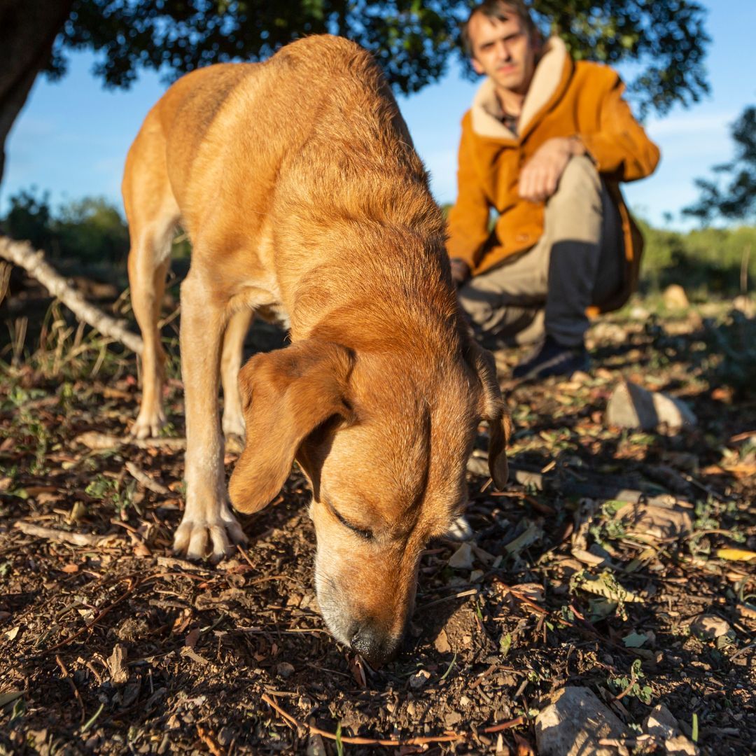 Cavage truffes blanches d'Alba