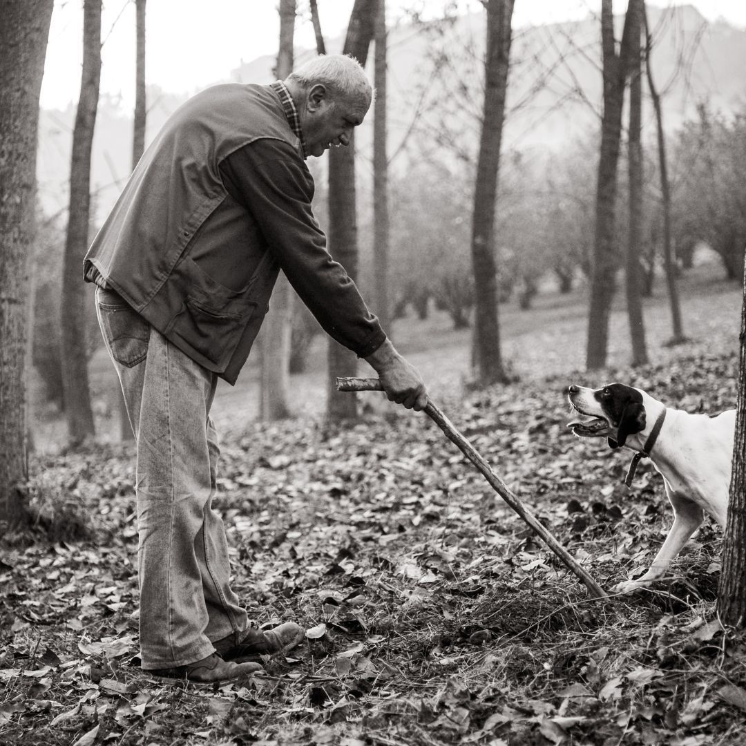 Cavage Italie truffe