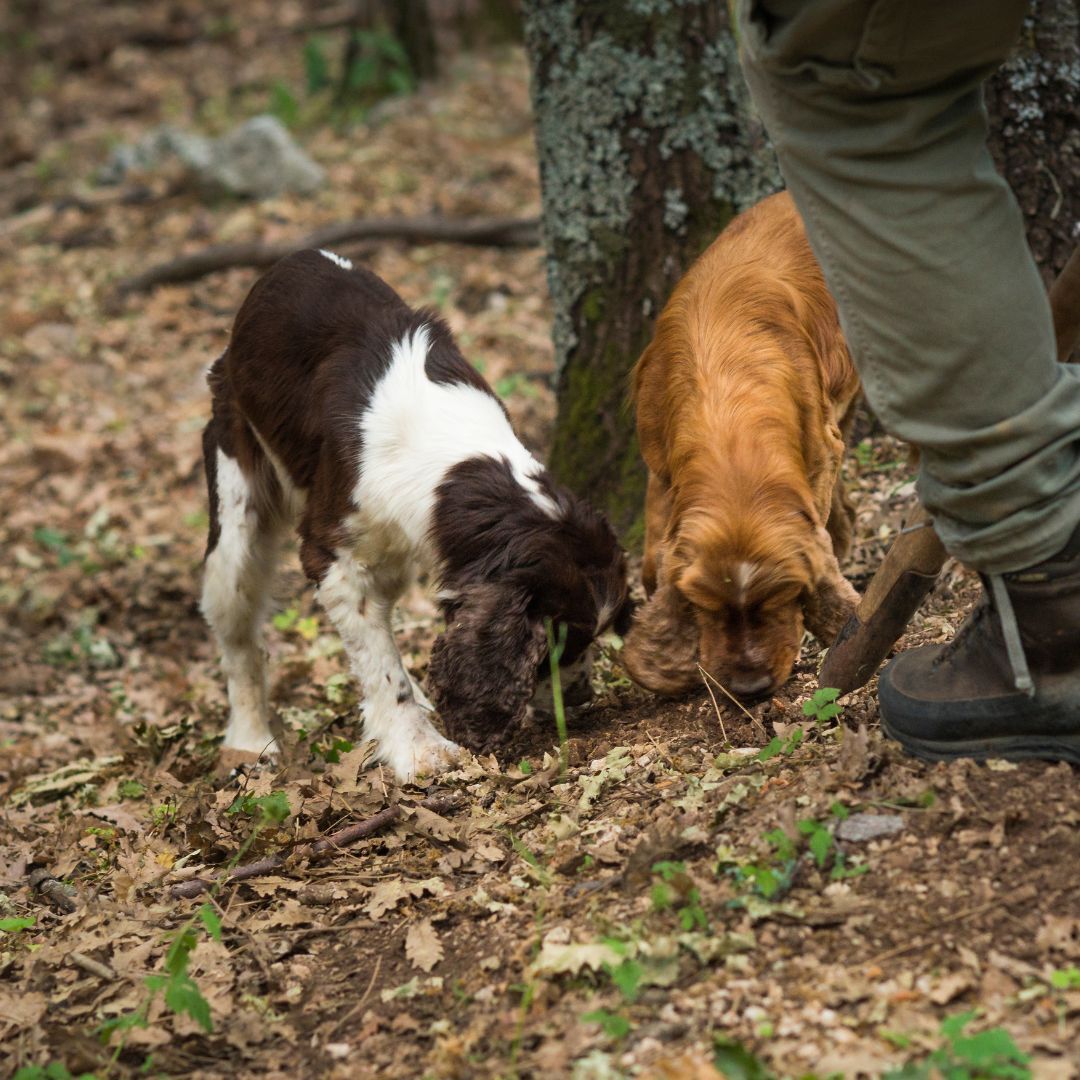 Chiens truffeurs Italie