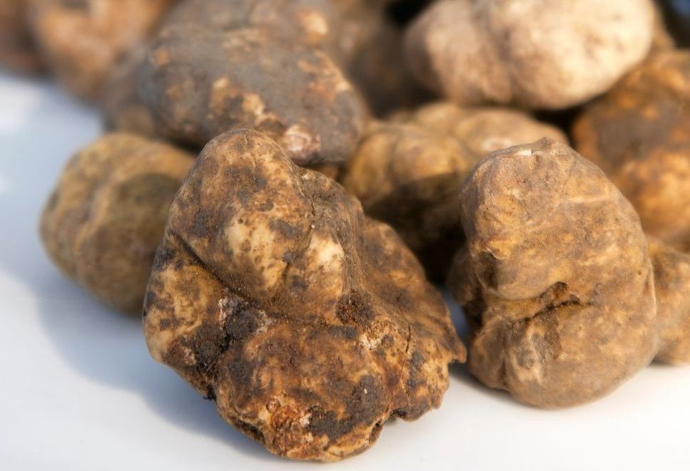 Truffes blanches fraîches