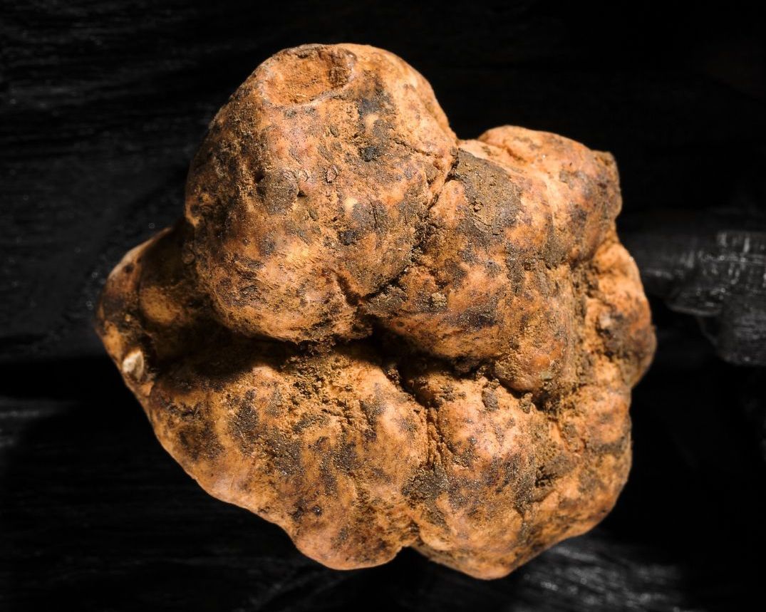 Truffe noire du Périgord