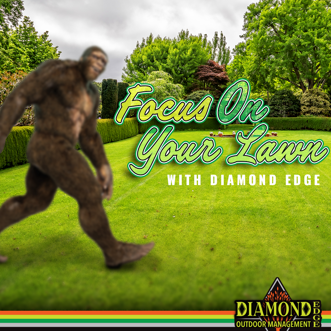 A bigfoot walking on a lush green lawn with the words focus on your lawn with diamond edge