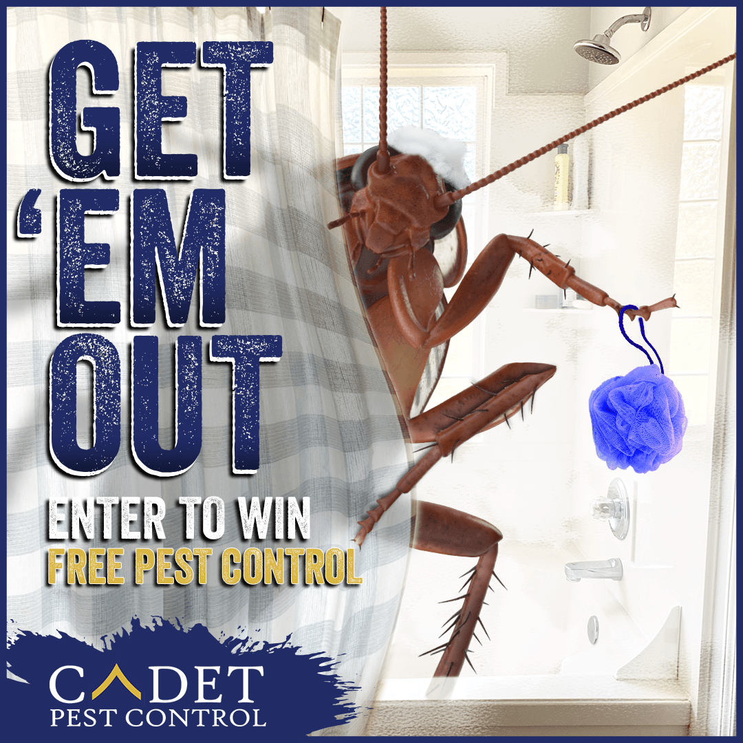 A cockroach is hanging from a shower curtain holding a sponge ..