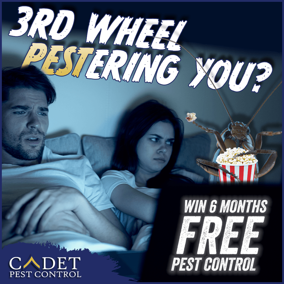 An ad for cadet pest control shows a man and woman watching a movie