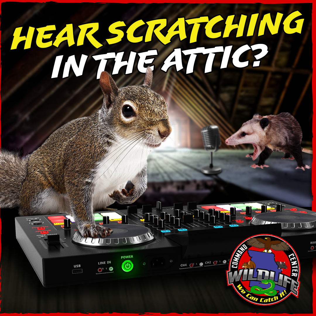 A squirrel and an opossum are standing next to a dj mixer.