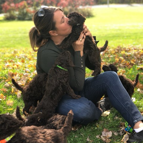 Hillside Standard Poodles