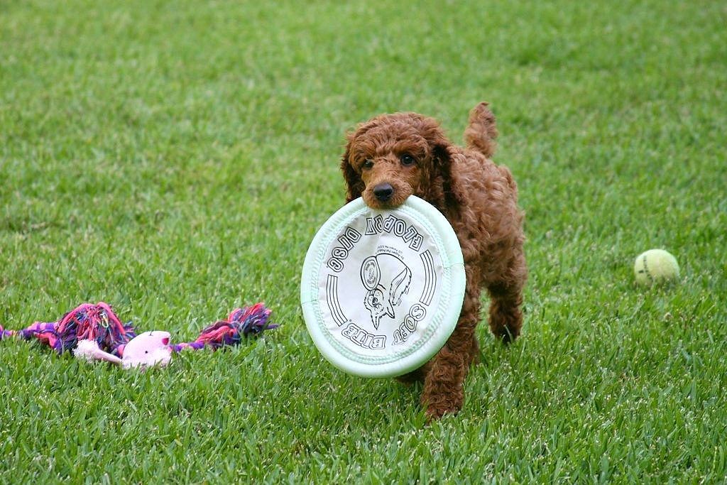 a small brown poodle holding a frisbee 