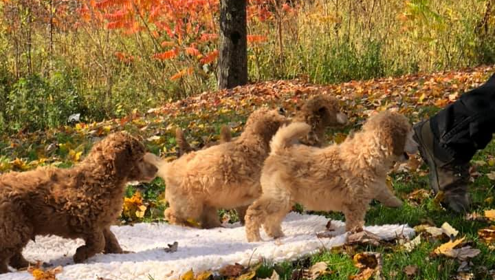 Hillside Standard Poodle Puppies