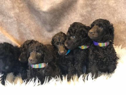 Standard Poodle Puppies Hillside Standard Poodles Home