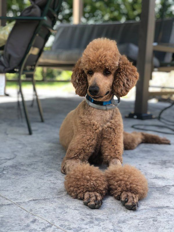 what is the largest poodle
