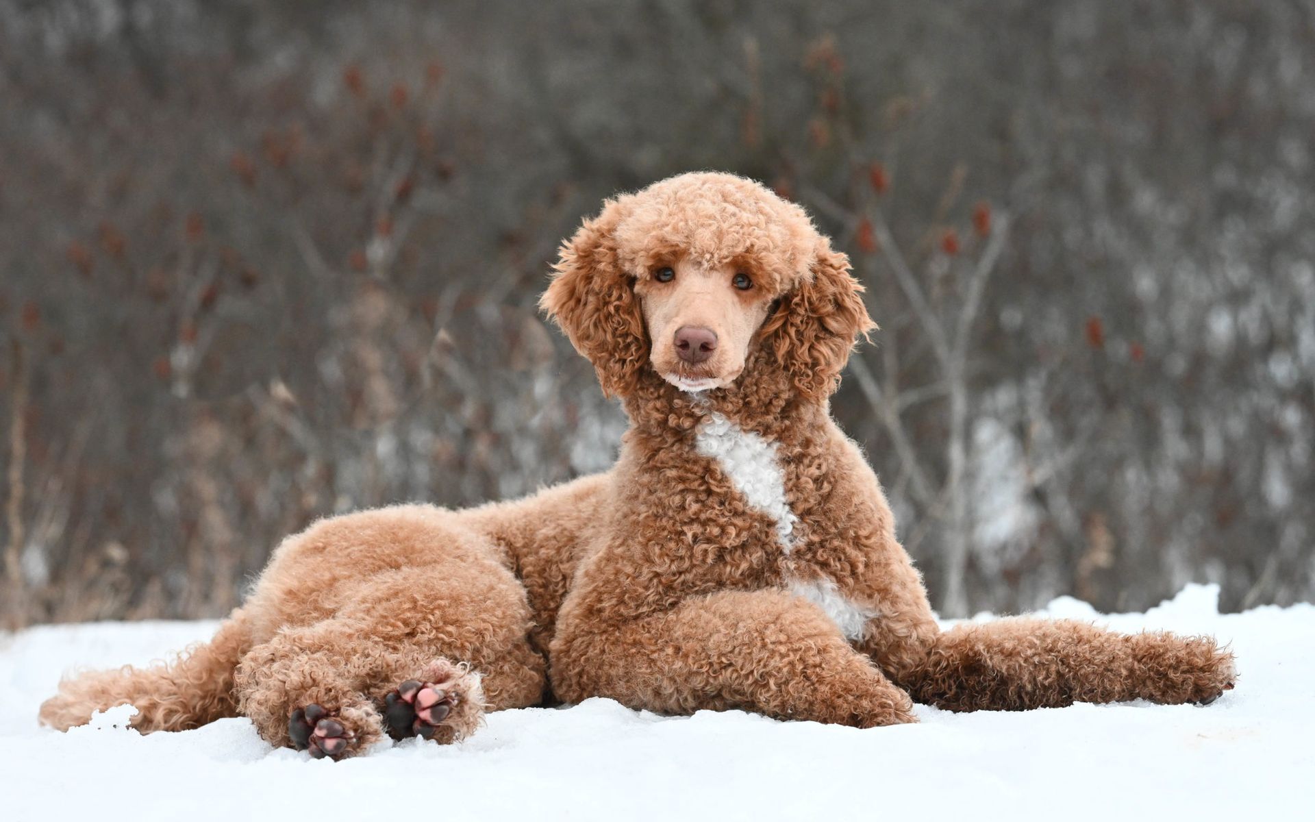 two brown standard poodle in the snow