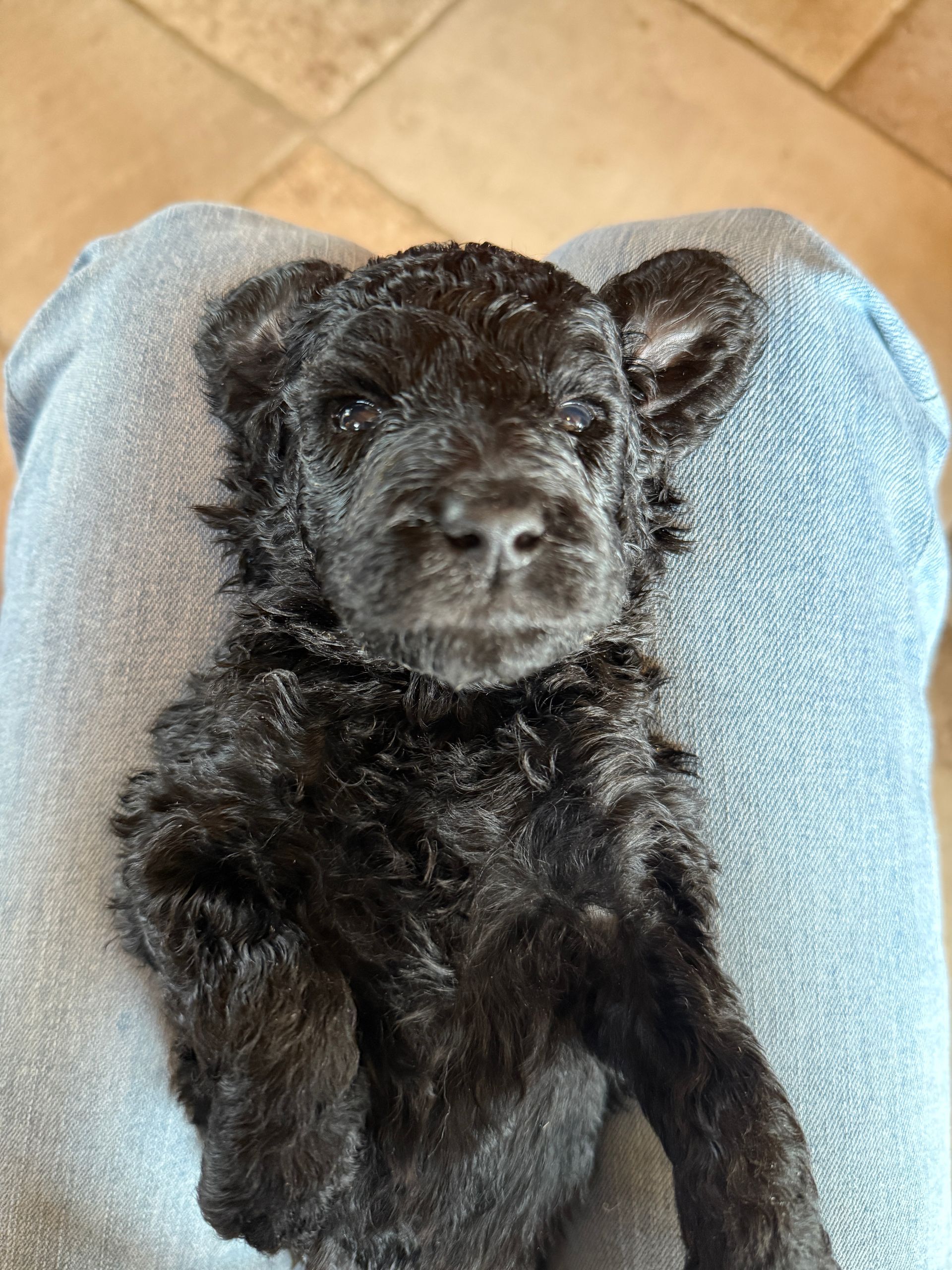 Hillside Standard Poodle Puppies