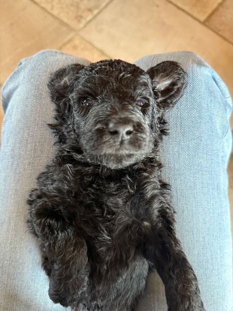 Hillside Standard Poodle Puppies