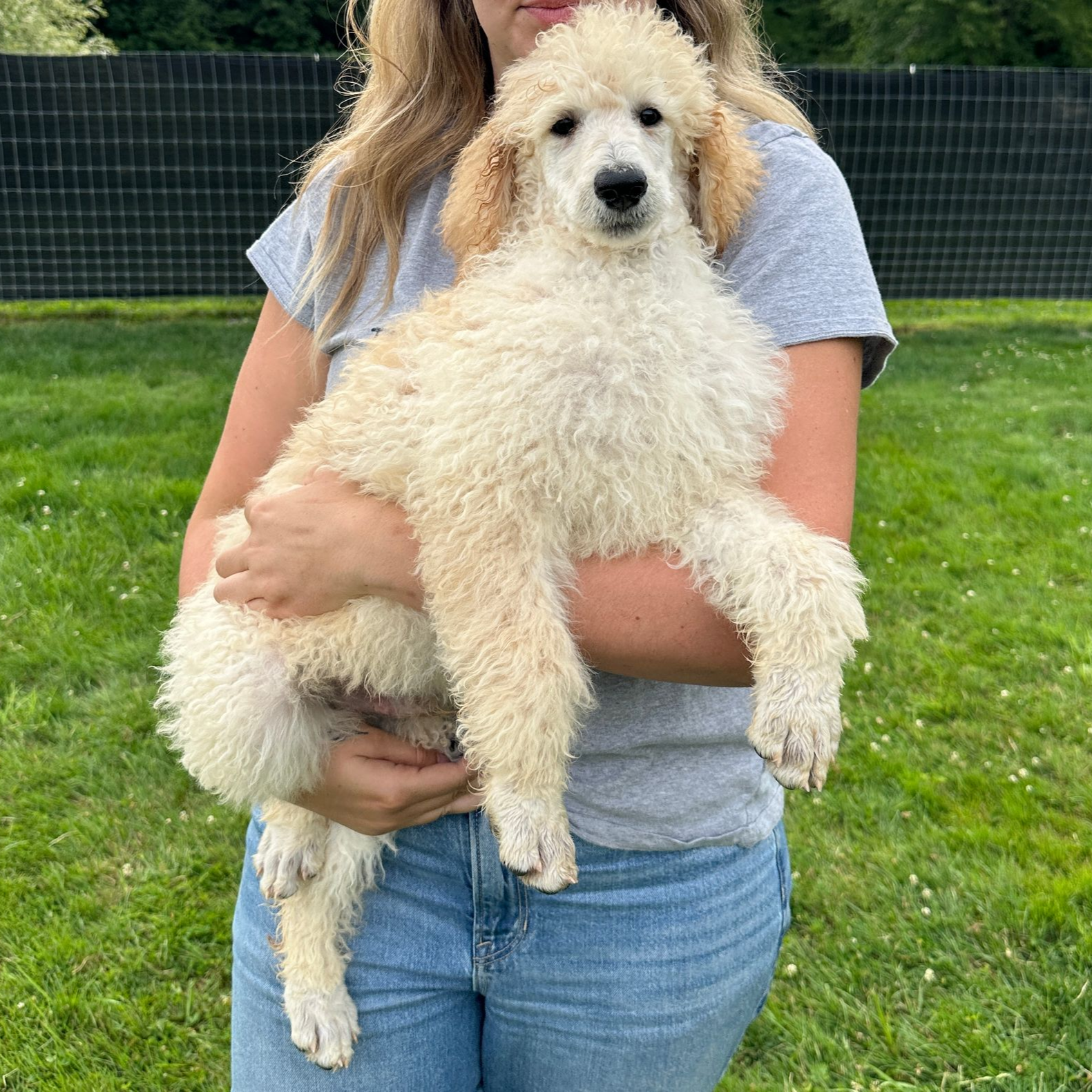 Hillside Standard Poodle Puppies