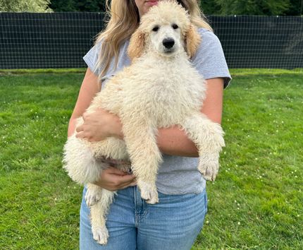 Standard size poodle fashion puppies