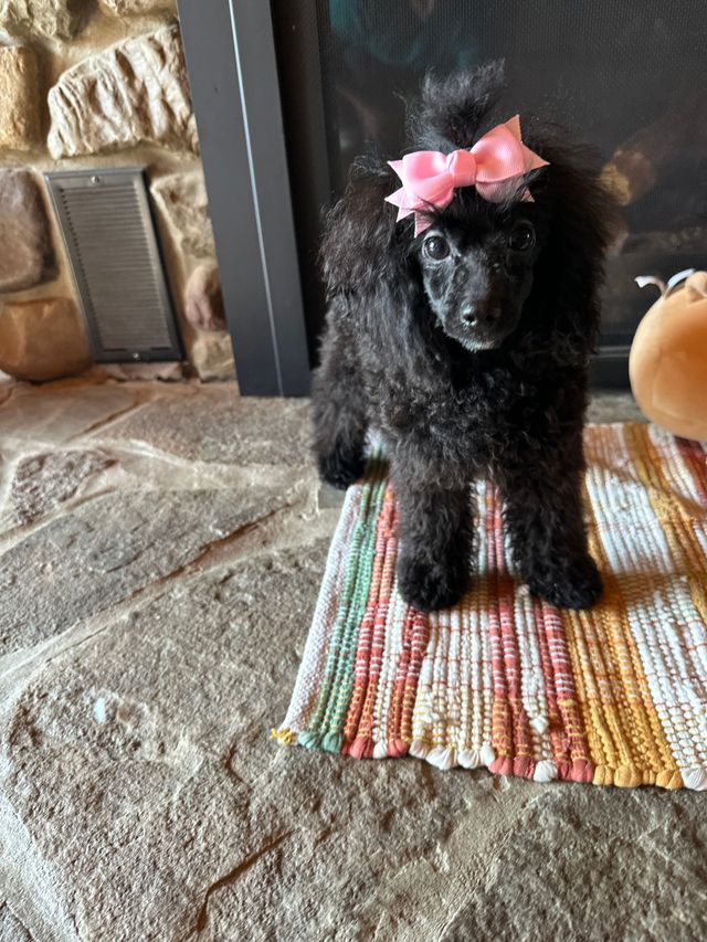 Toy Miniature Poodle Puppies Hillside Standard Poodles