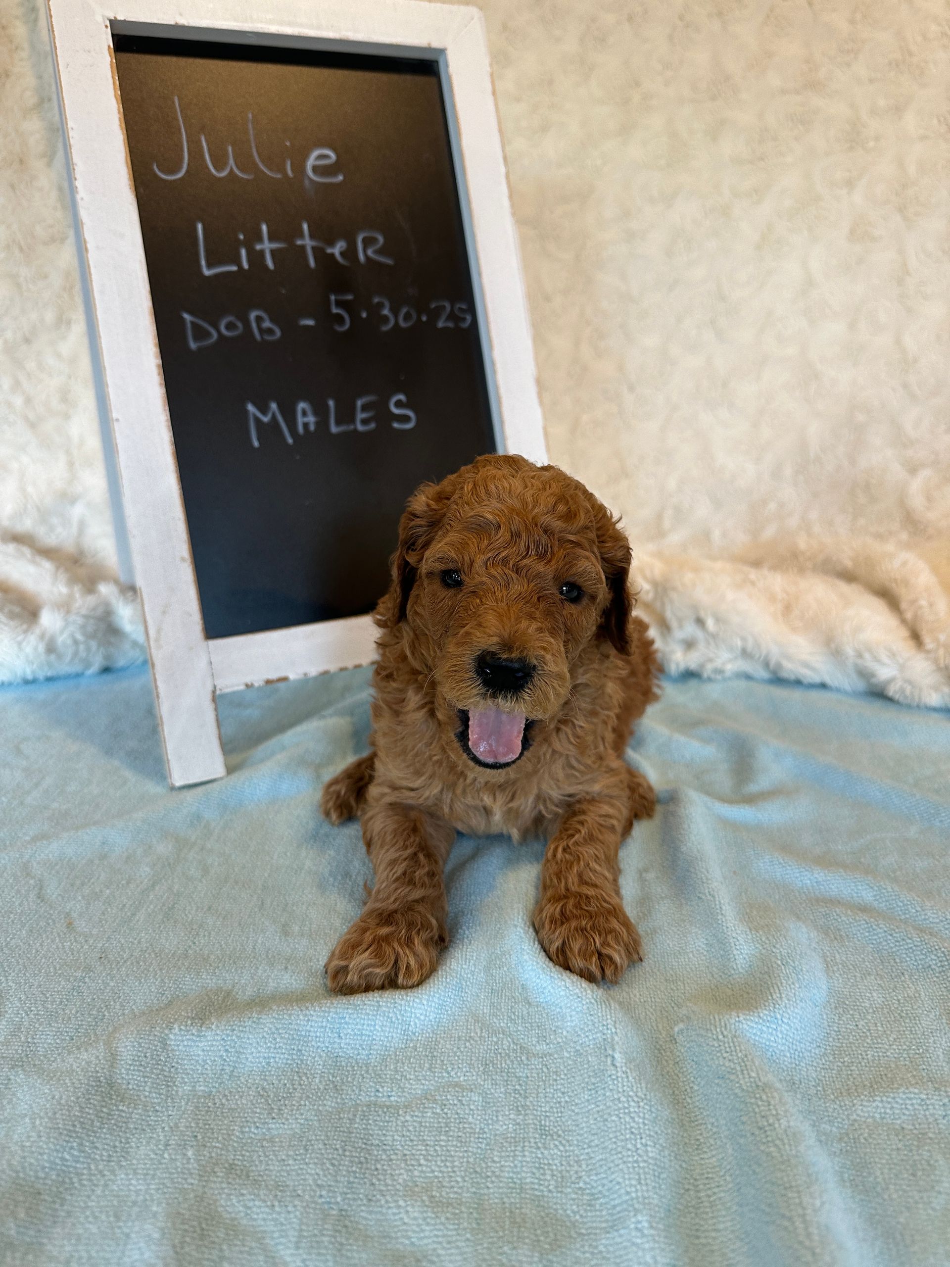 Hillside Standard Poodles