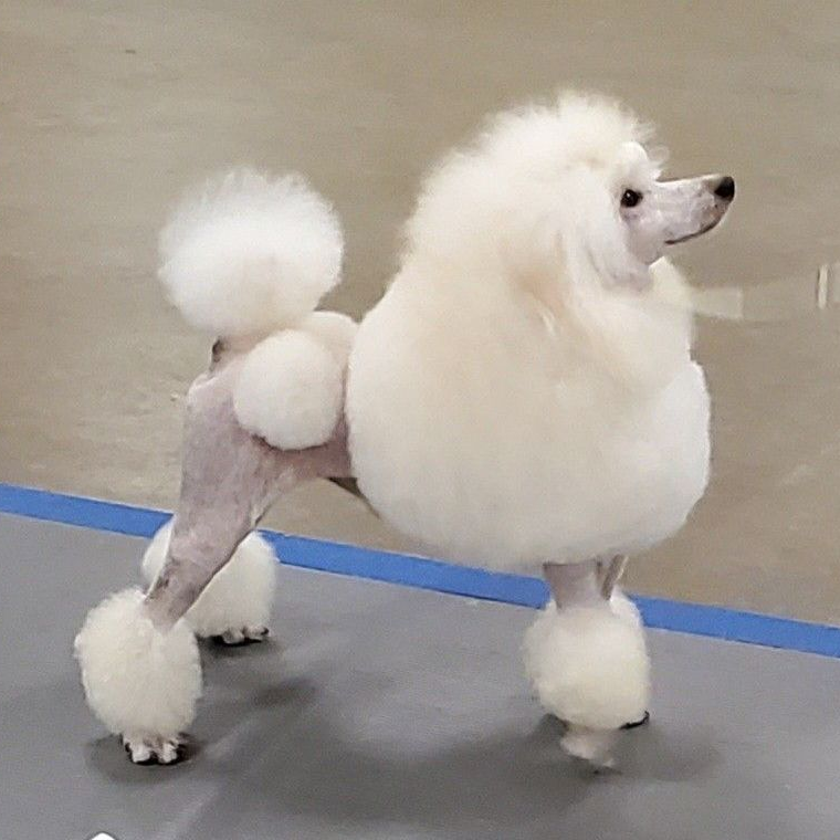 Hillside Standard Poodles - Older Puppies