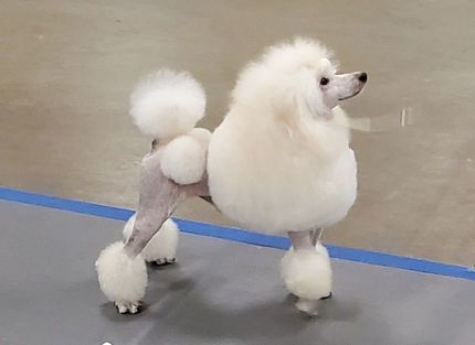 miniature poodle puppies for sale near me