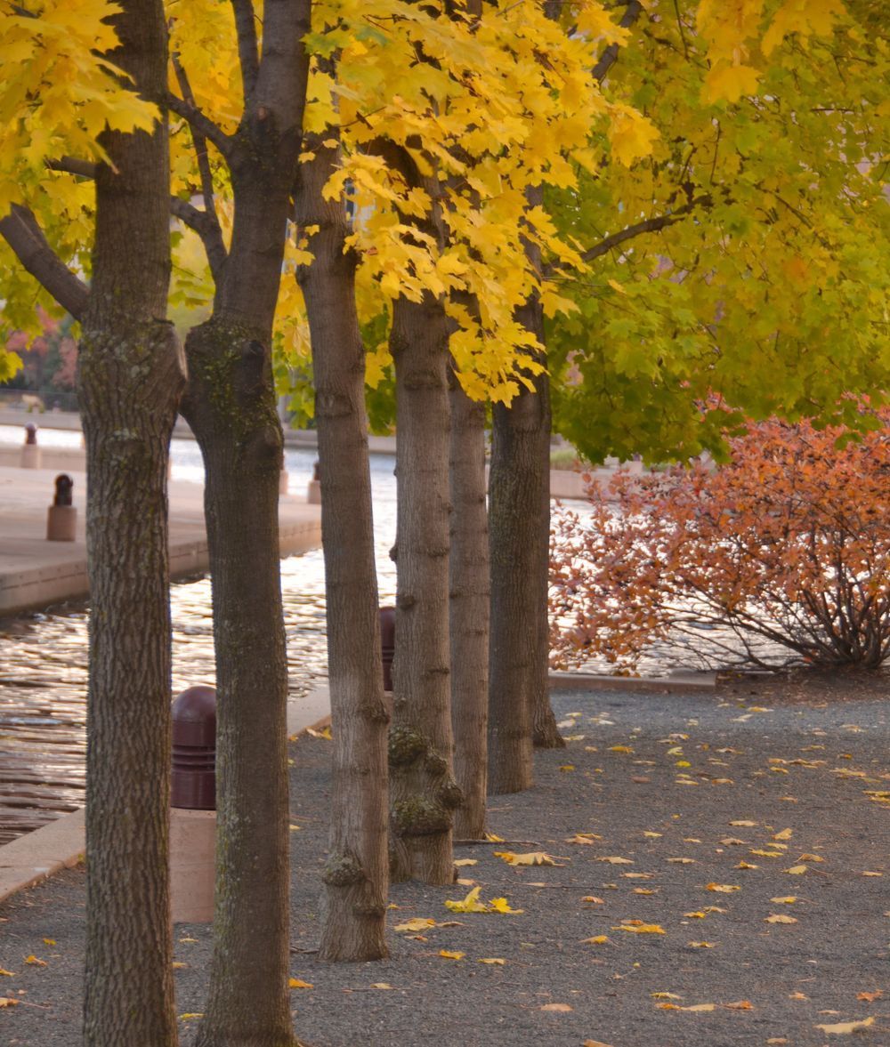 A row of trees with yellow leaves on them