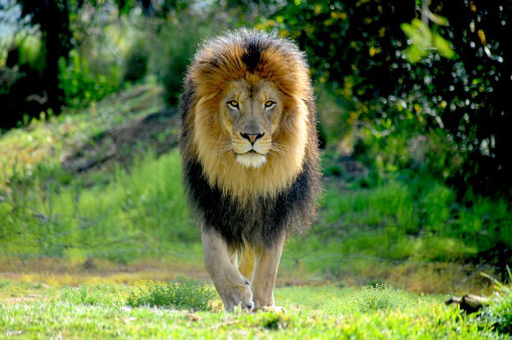 A lion is walking across a grassy field.