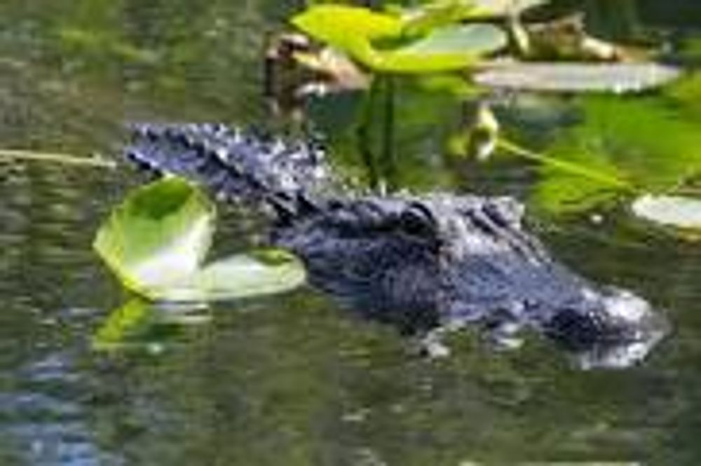 An alligator is swimming in a pond with a lily pad in its mouth.