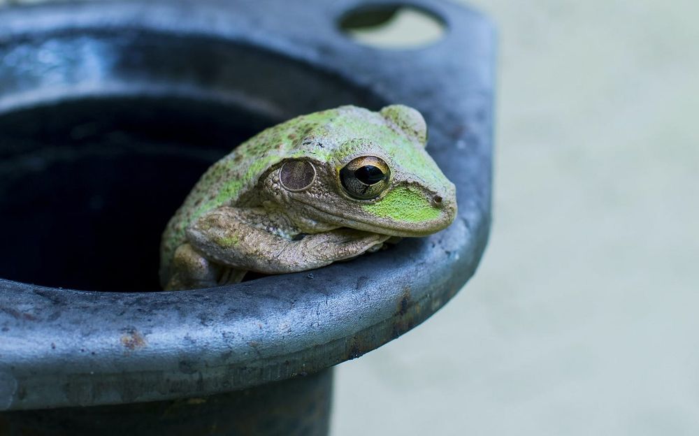 A frog is sticking its head out of a trash can.