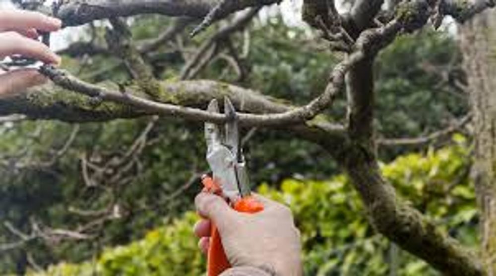 A person is cutting a tree branch with a pair of scissors.