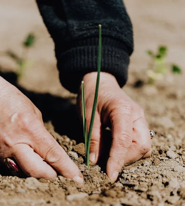Ein Mann im Karohemd schneidet eine Hecke mit einer Schere.
