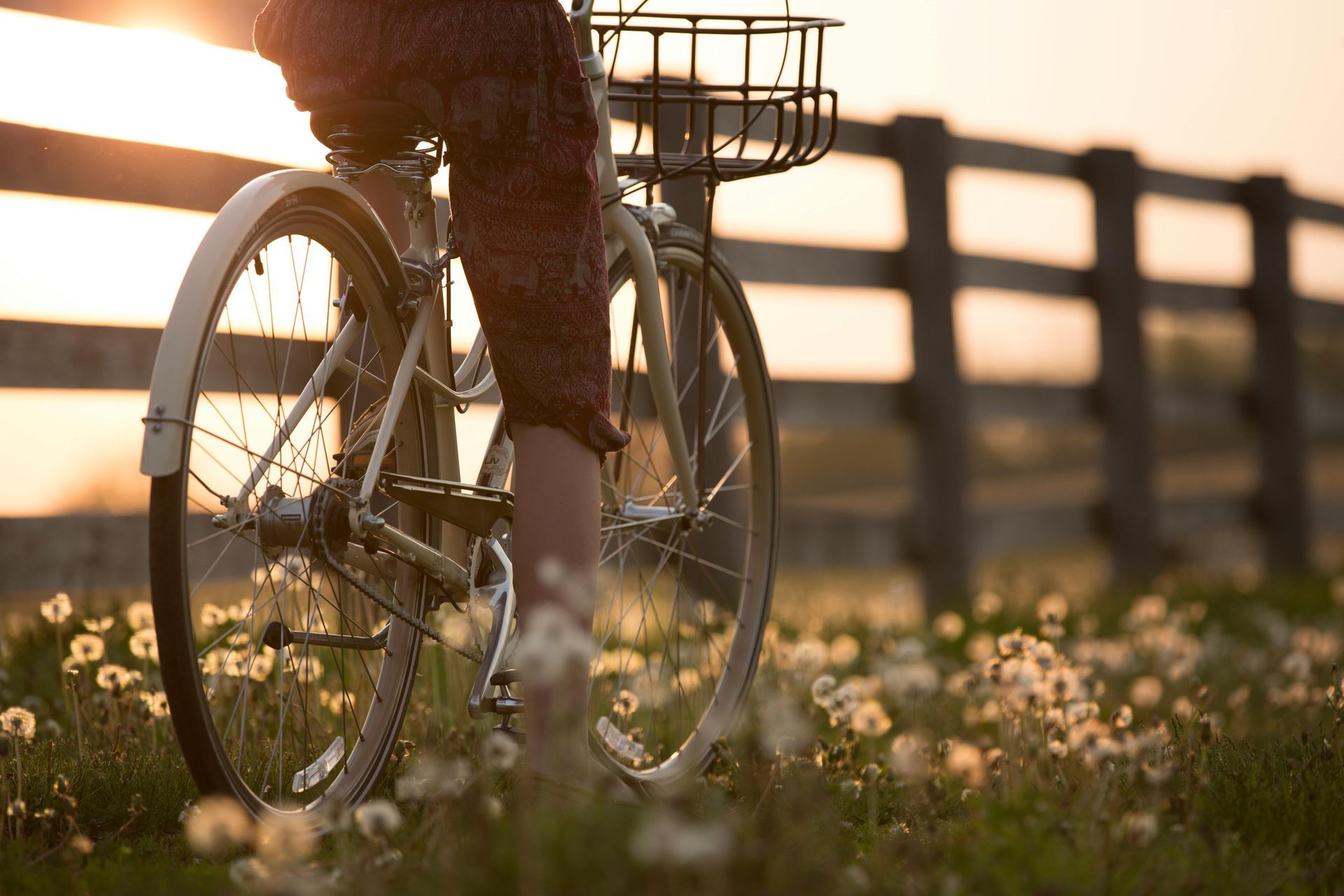 Person riding bicycle in field of dandelions, with a wooden fence in the background during sunset.