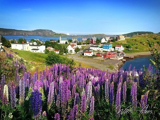 un champ de fleurs violettes avec un village en arrière-plan .