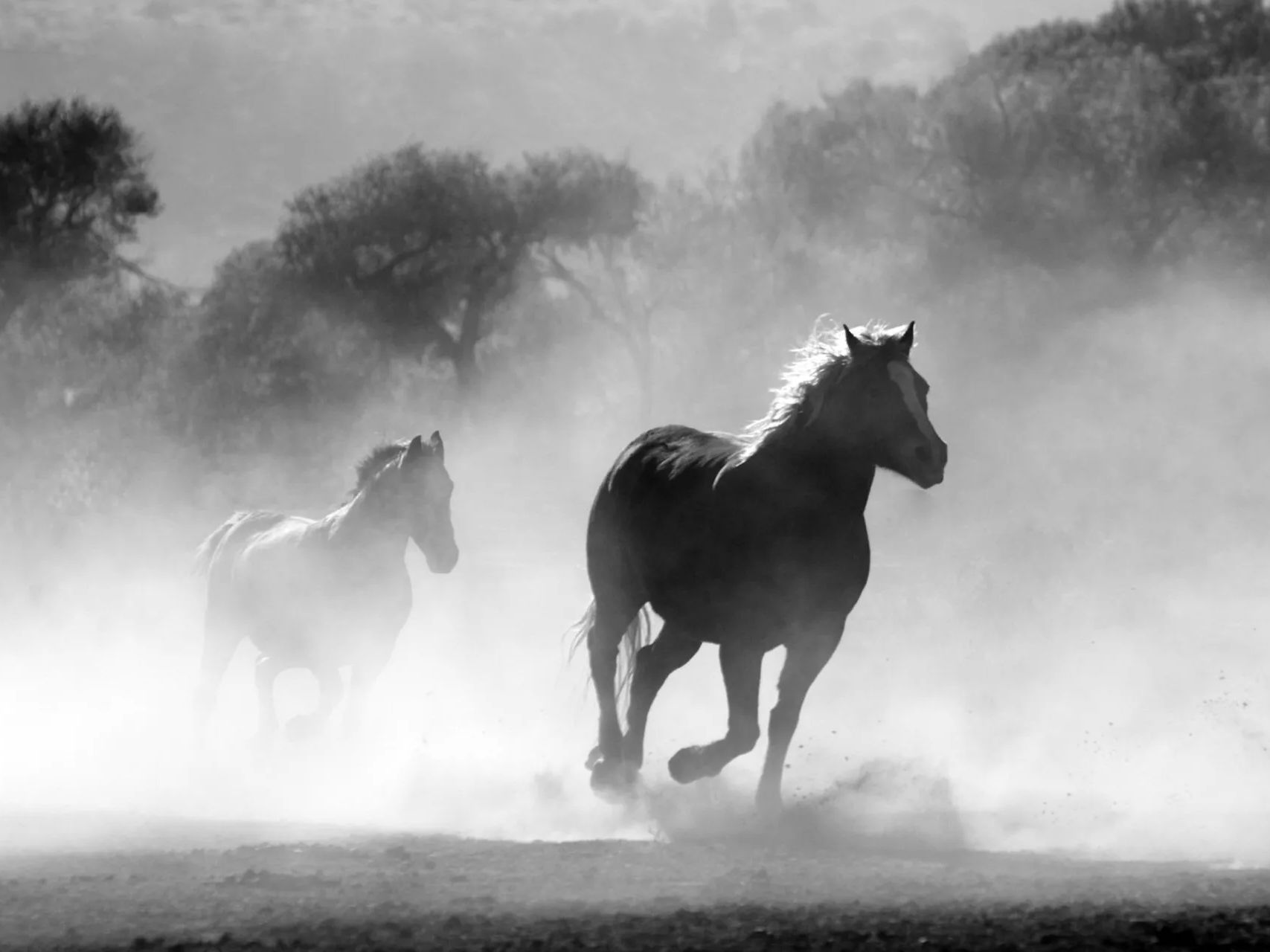a black and white photo of two horses running in a field