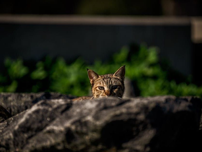 un chat se tient derrière un rocher et regarde la caméra .