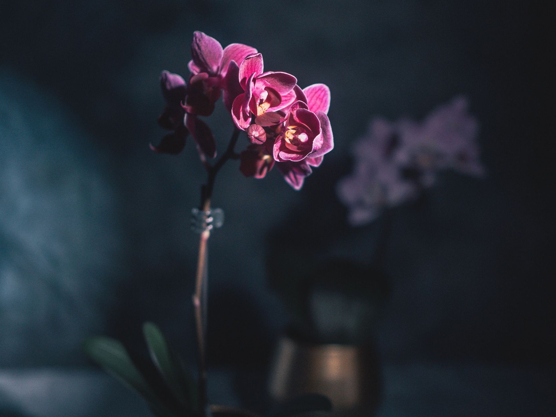 un gros plan d' une fleur violette sur fond sombre