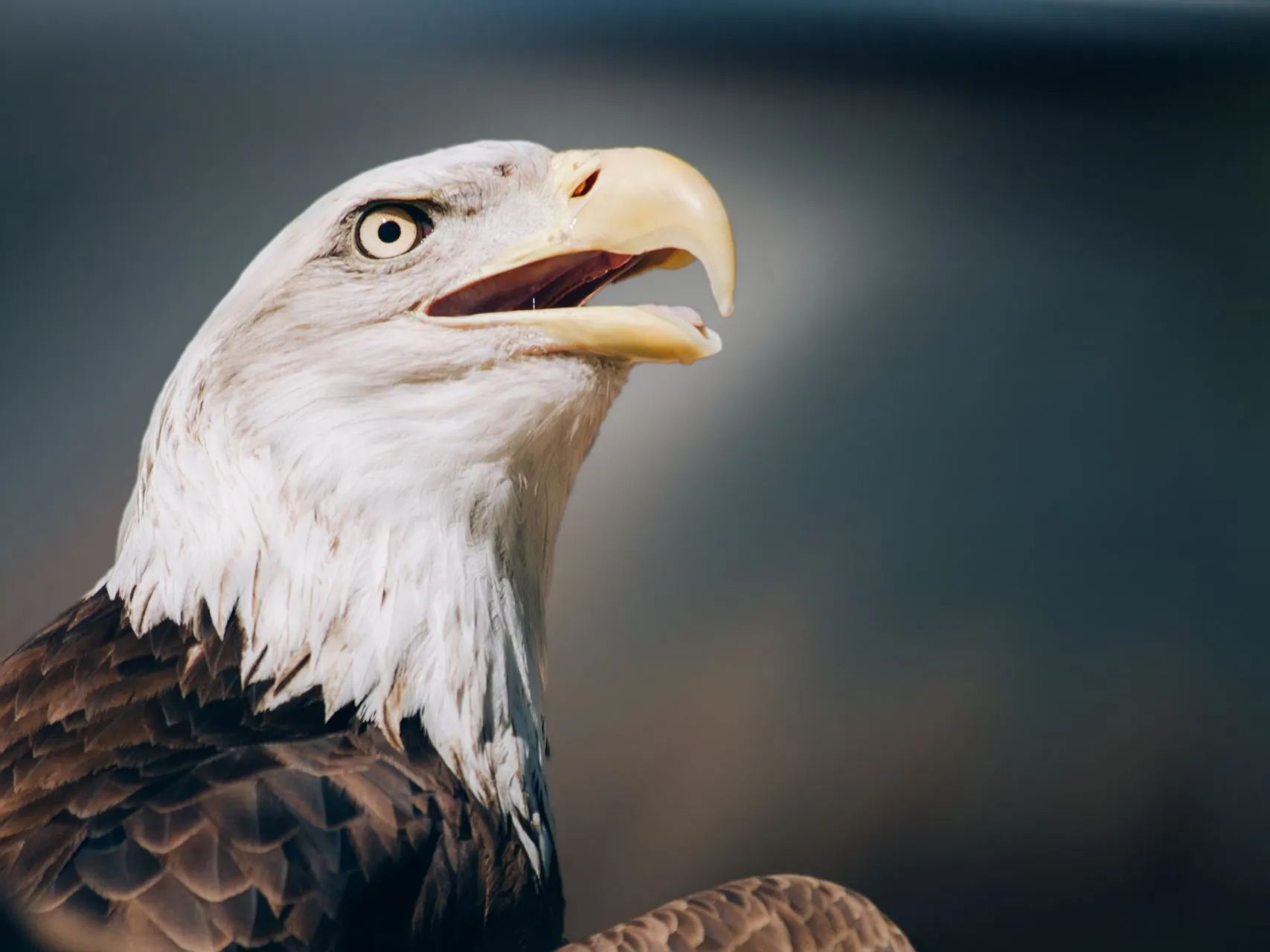 a bald eagle with its beak wide open