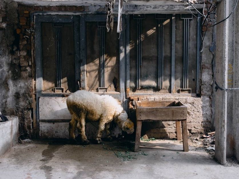 a sheep is drinking water from a wooden sink