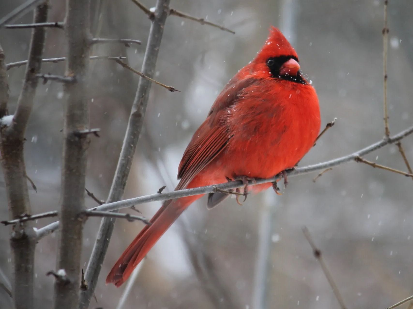 un cardinal sur une branche