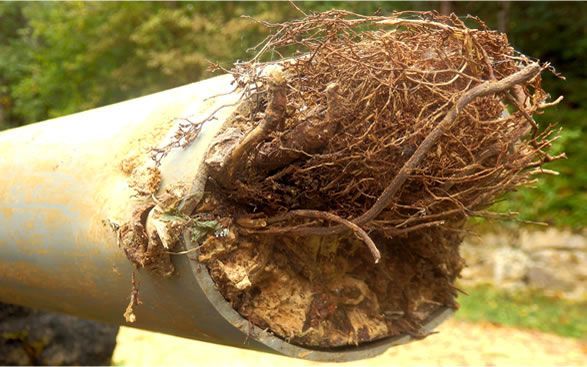 a close up of a pipe with roots sticking out of it .
