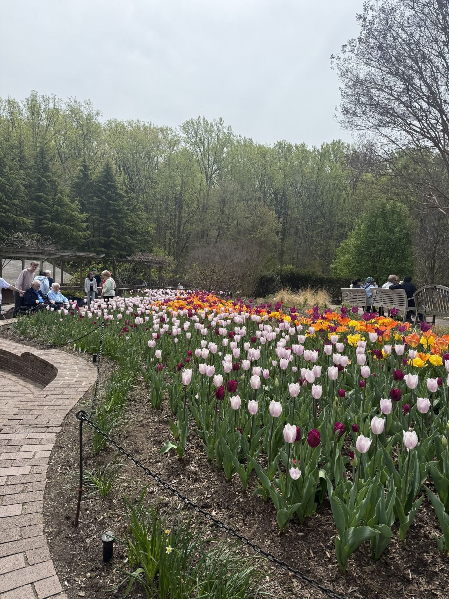 A winding brick path borders a large garden bed filled with colorful blooming tulips in shades of pink, white, and orange.