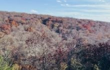 A dense hillside forest during autumn, featuring a mix of brown, bare branches and patches of vibrant orange and red foliage.