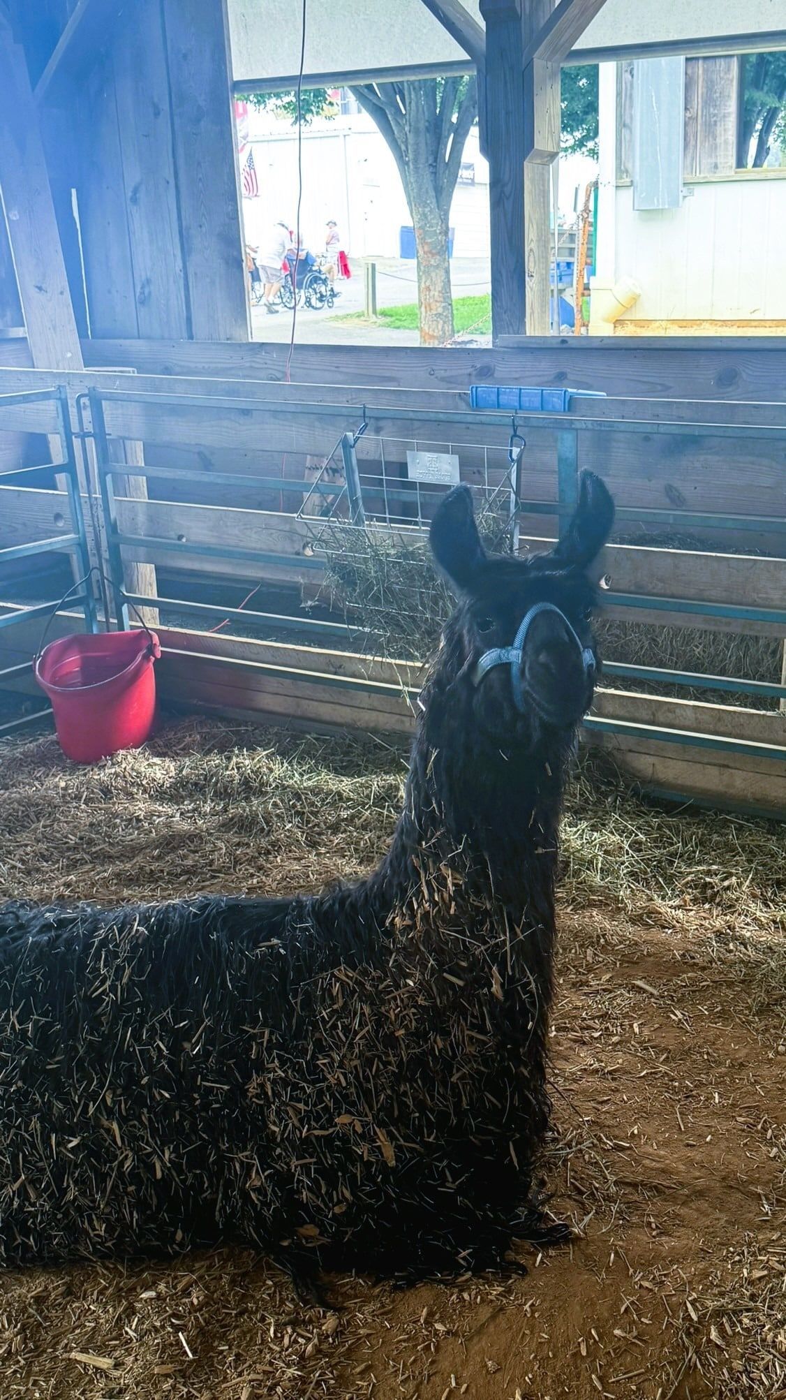 A dark, shaggy llama sits in a straw-filled barn pen, looking towards the camera near a red bucket.