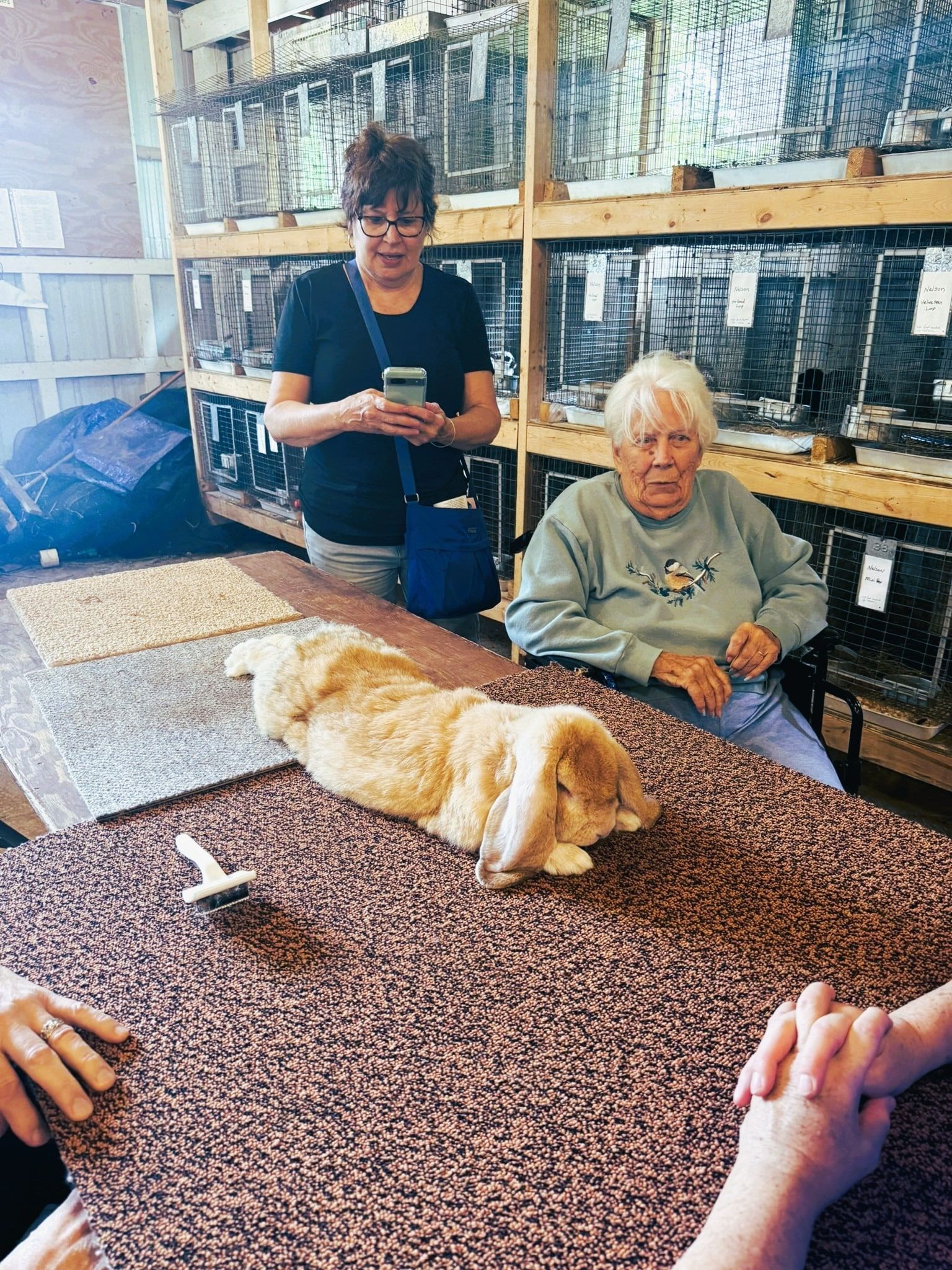 A fluffy, light-brown lop-eared rabbit lies on a table between two people in an indoor facility with animal cages.