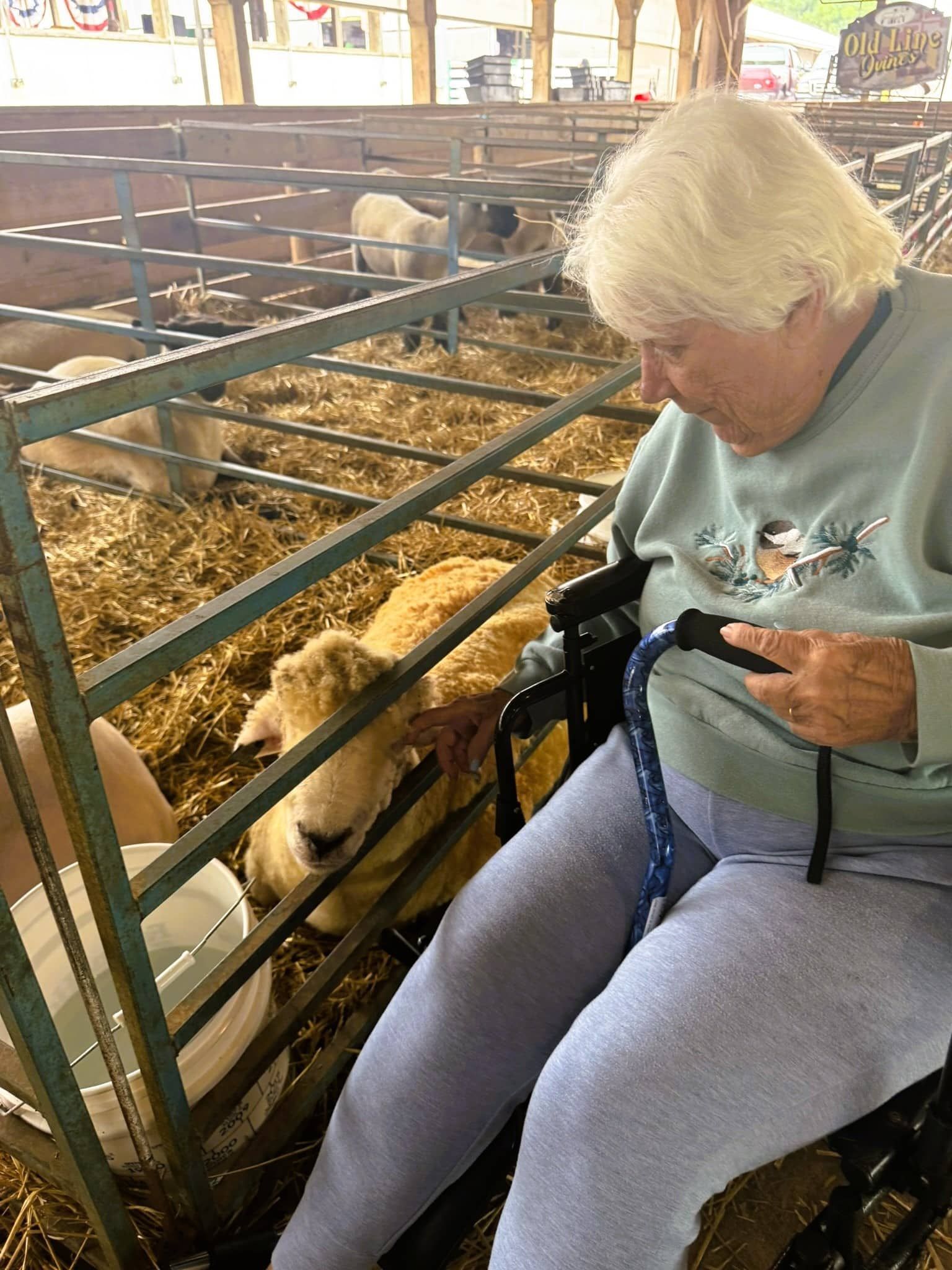 A person in a wheelchair reaches through a metal pen to pet a light-colored sheep at an agricultural exhibition.