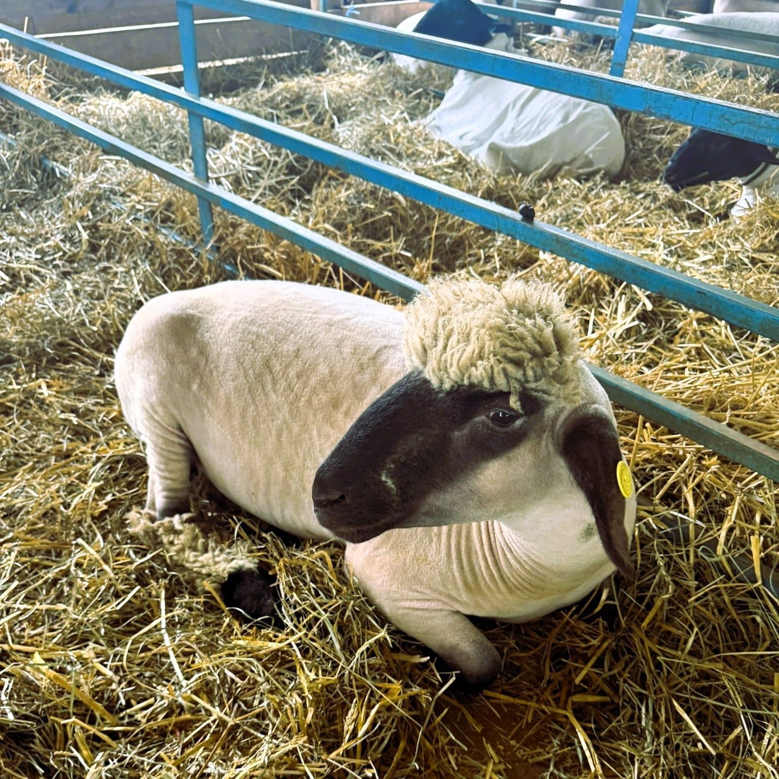 A sheep with a black face and a fluffy, light-colored tuft on its head rests in a straw-covered pen.