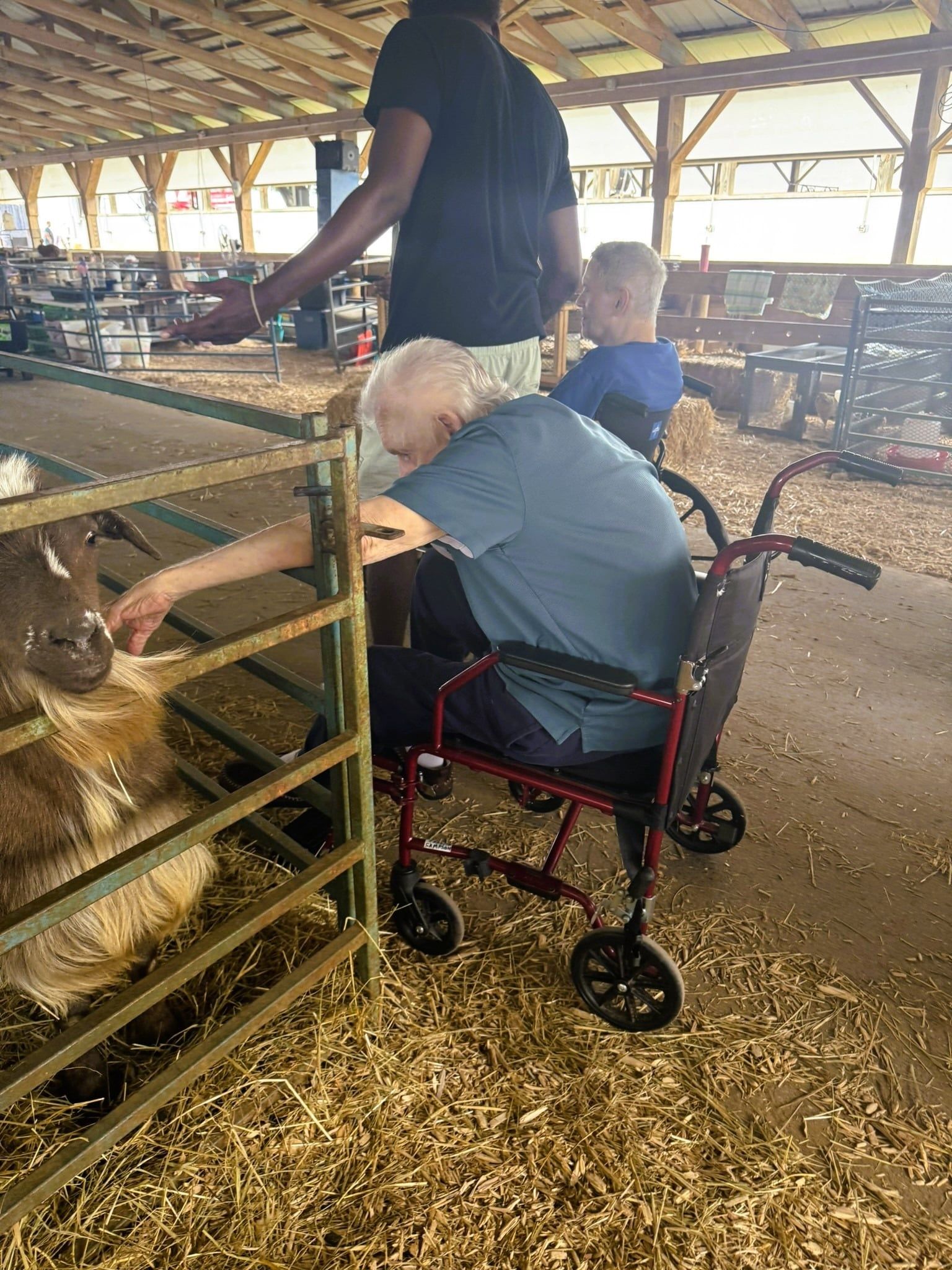 A person in a wheelchair reaches through a metal pen to pet a goat in a rustic, covered outdoor exhibit area.