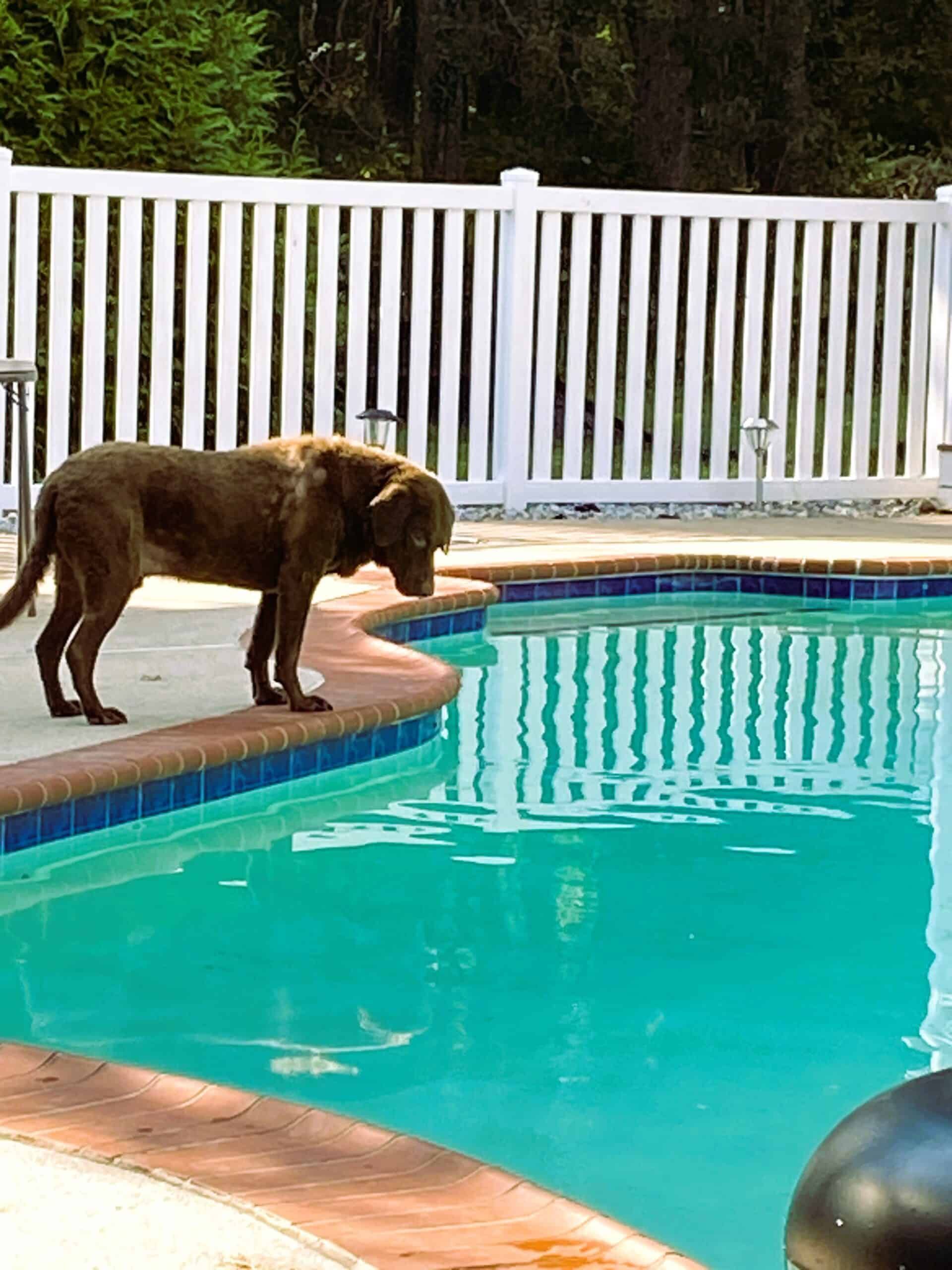 A brown dog stands on the edge of a backyard swimming pool, looking down into the water near a white fence.