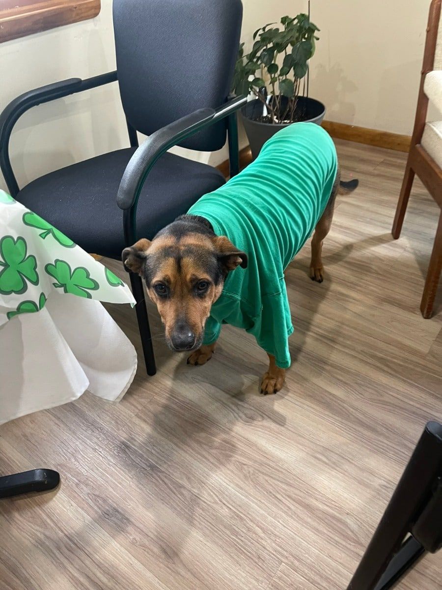 A brown dog with floppy ears wears a bright green t-shirt, standing on a light wood floor near a table and chair.
