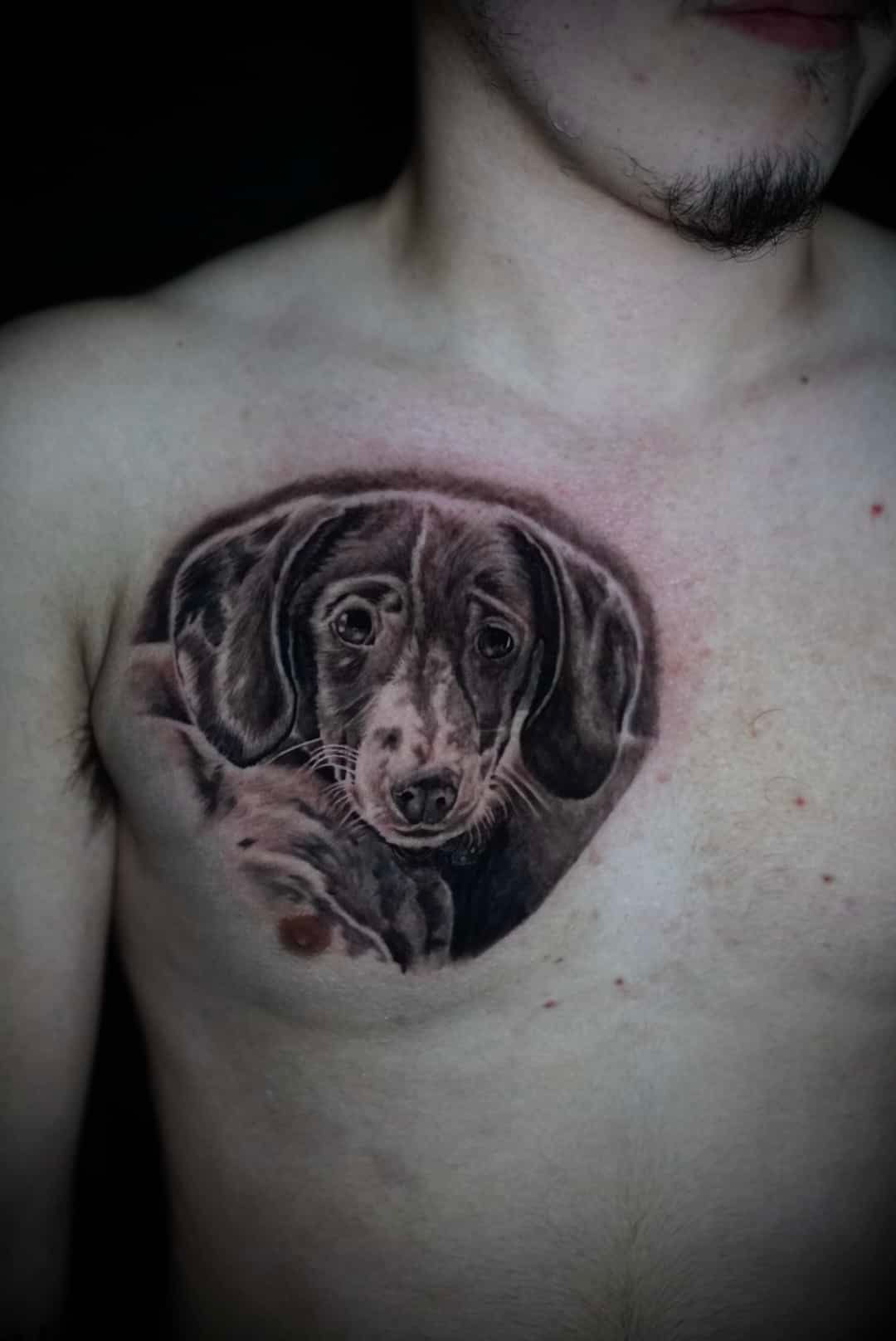 Tattoo of a black and white dog on a person's chest. Dog is looking at the viewer.